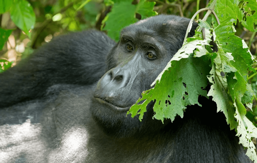 8 Days Experience Gorilla, Chimps and Big 5