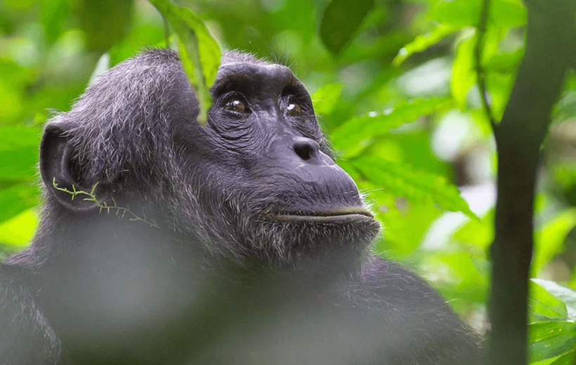 4 Days Gorilla and Chimpanzee safari in Uganda