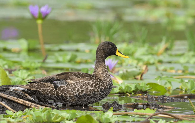 5 Day Uganda Savannah Birding Safari